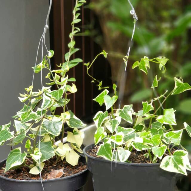 tanaman gantung ivy varigata - pohon rambat ivy varigata