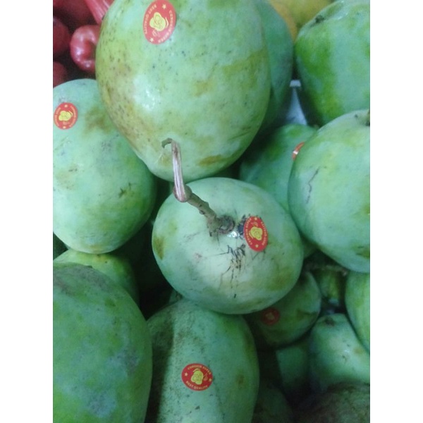 

Mangga Cengkir