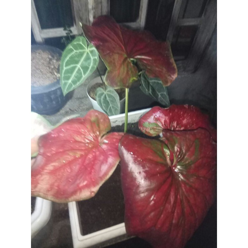 CALADIUM MEGAWATI - KELADI MERAH - KELADI CANTIK