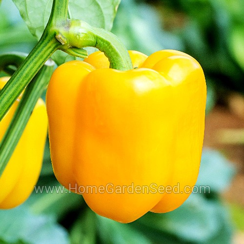 Benih Paprika Golden Cal Wonder - Sweet Pepper - Home Garden Seed