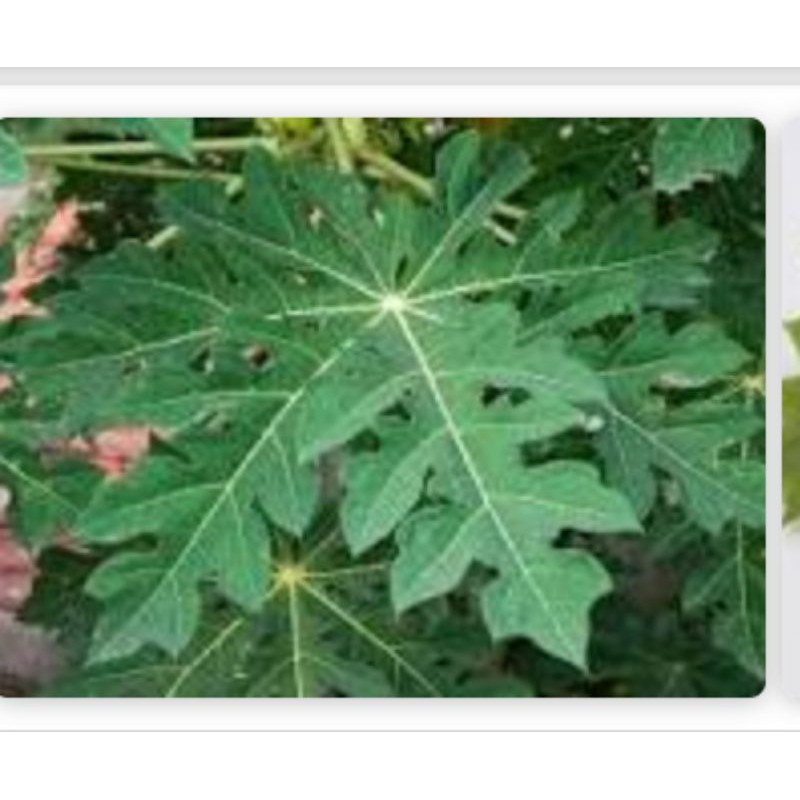 

daun pepaya segar 250 gram