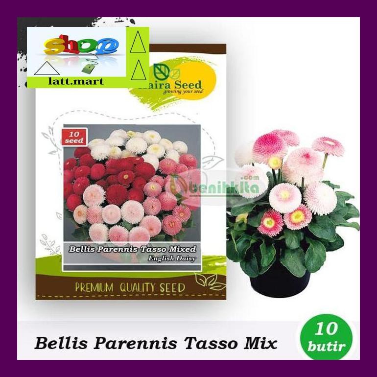 

Hadul Benih-Bibit Bunga English Daisy Bellis Tasso Mix (Haira Seed) Uula0F4H4