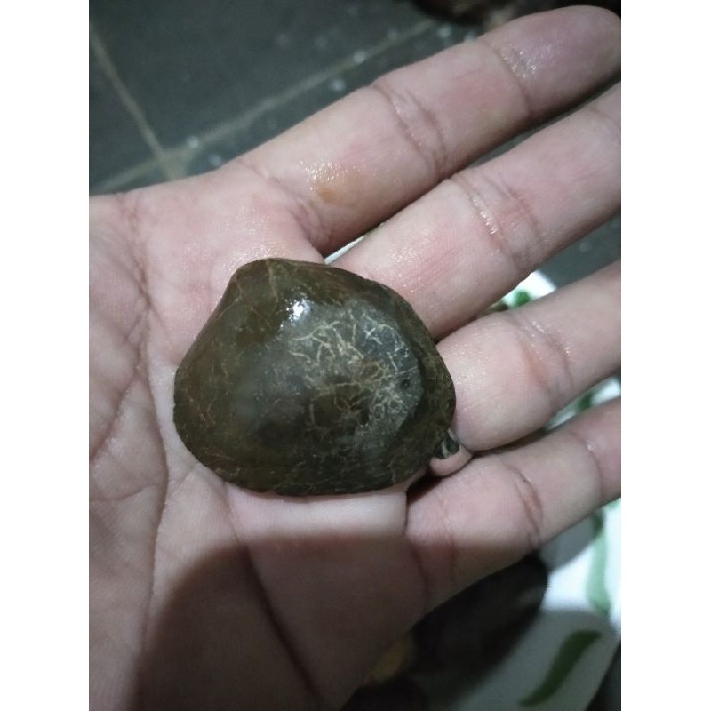 Batu kijing bungkam asli batu