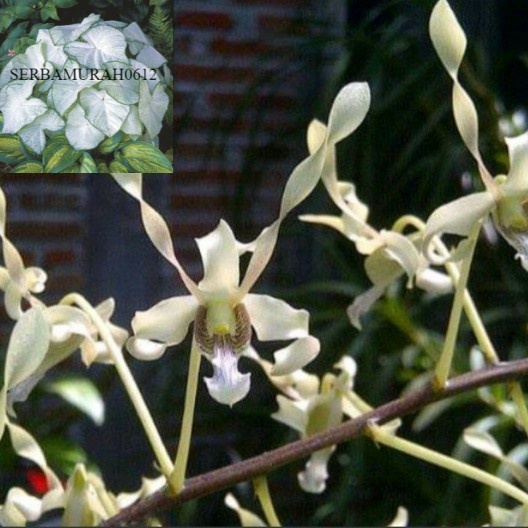 Anggrek Kriting Dewasa Gouldii White Pohon Bunga Anggrek Dendrobium