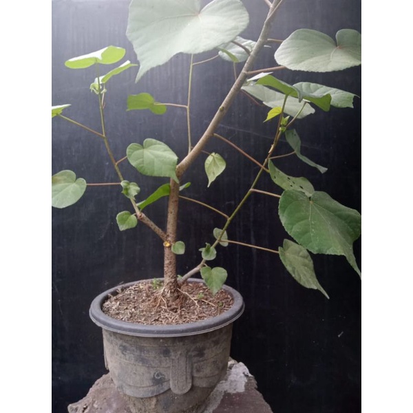 Bahan bonsai waru taiwan