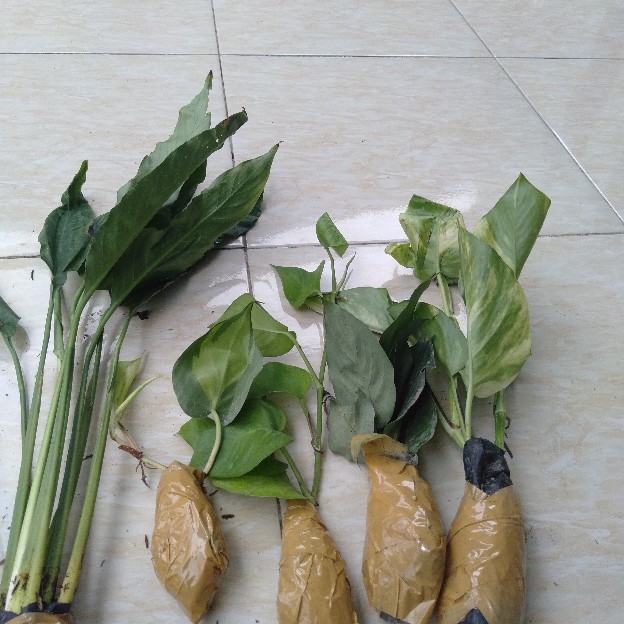Spatifilum Green/peace Lily Green