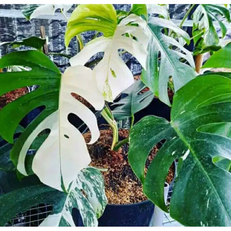 Monstera Var Bonggol Monstera Varigata