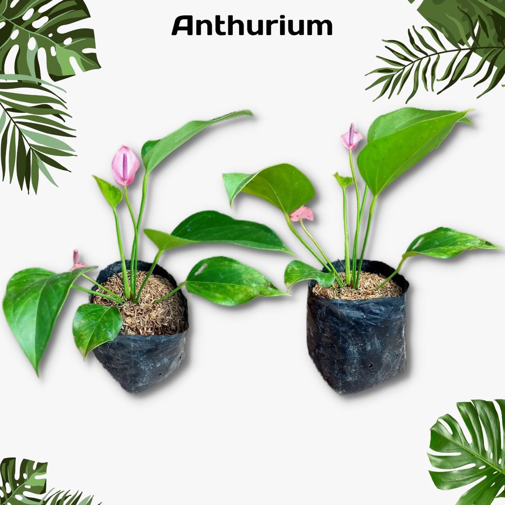 Tanaman Hias Anthurium Mickey Mouse ungu - Anthurium Mickey Mouse Bunga ungu - Tanaman hidup