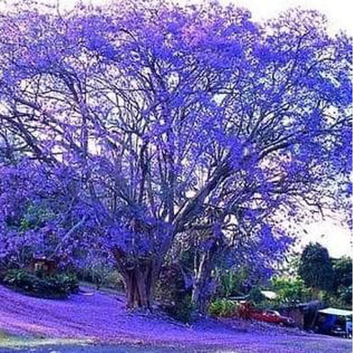 Bibit Benih Biji Pohon Biru Blue Jacaranda Pretty Tree Isi 20 Biji FS