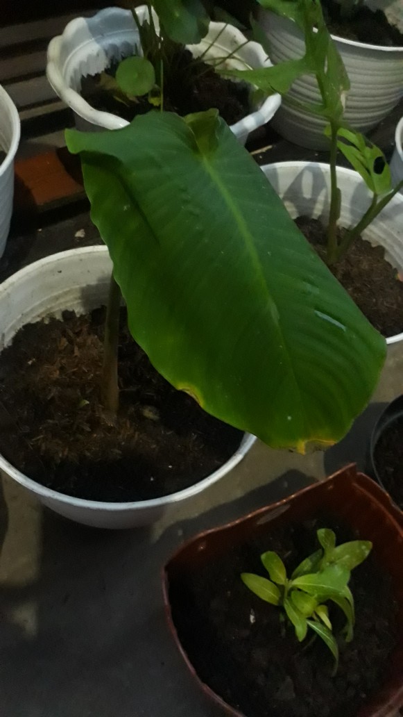 Tanaman Hias Alocasia Homalomena Rubescens