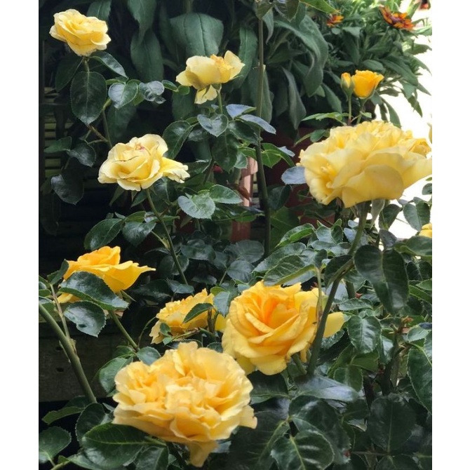 tanaman mawar floribunda (baby kuning)