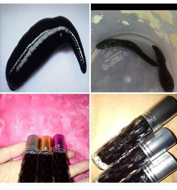 Minyak Lintah Hitam Jayapura