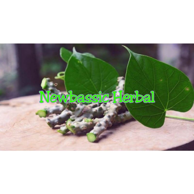 

batang brotowali fresh untuk herbal 1kg