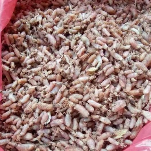 

[COD] cumi baby asin kering khas Medan berat 250gram [COD]