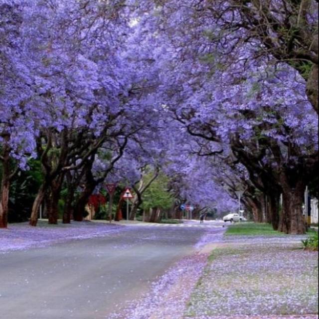 Benih Bunga tabebuya Ungu