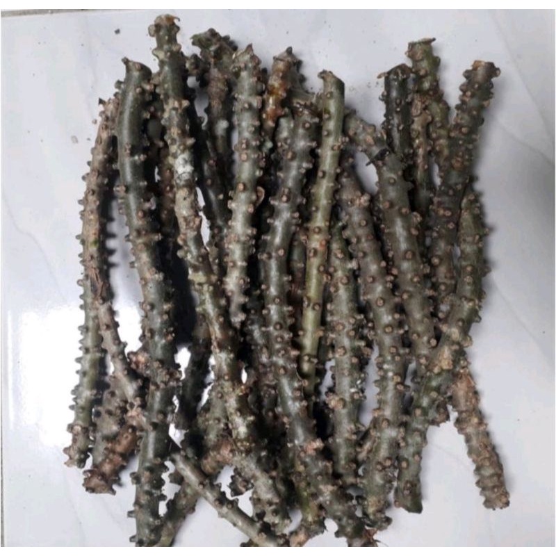 

Brotowali Segar 1kg