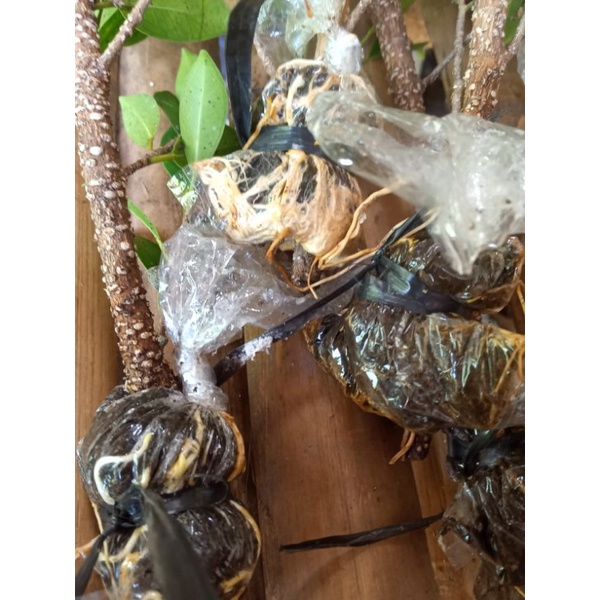 bibit bonsai kimeng cangkok