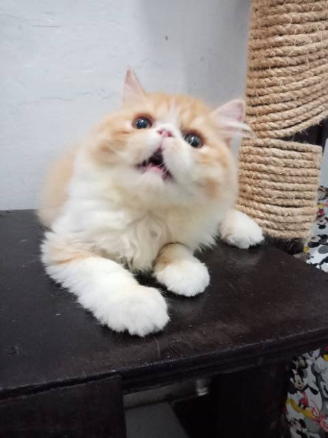 SUDAH SOLD OUT Kucing Pesek Kesayangan Kitten Persia Peaknose 
