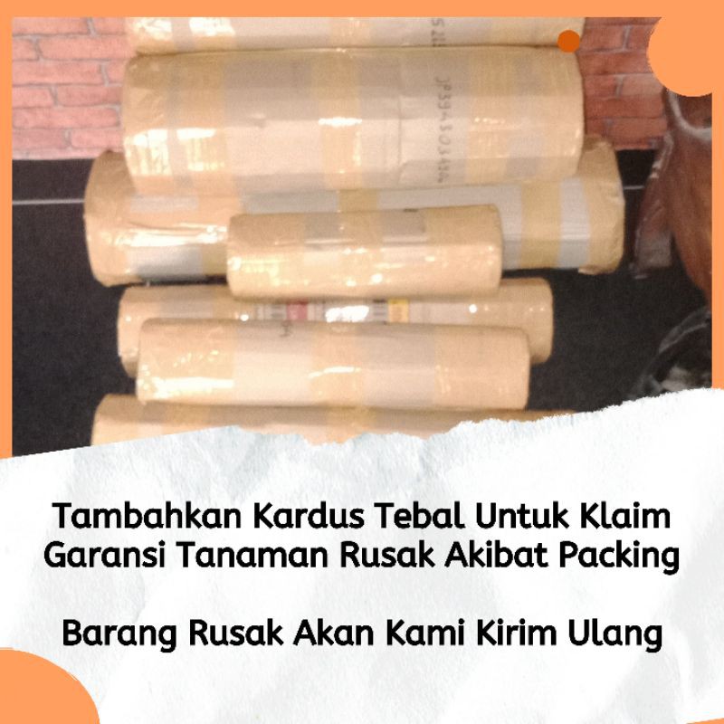 

Dus Packing Tambahan