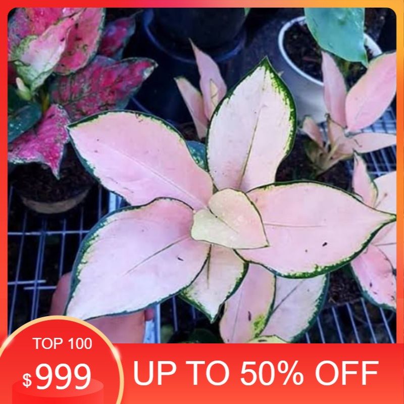 aglonema kochin sutra