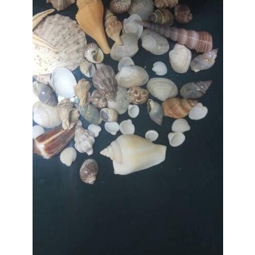 ❆ Aksesoris Cangkang Kerang Dan Pasir Laut Hiasan Dan Kerajinan Tangan ❊