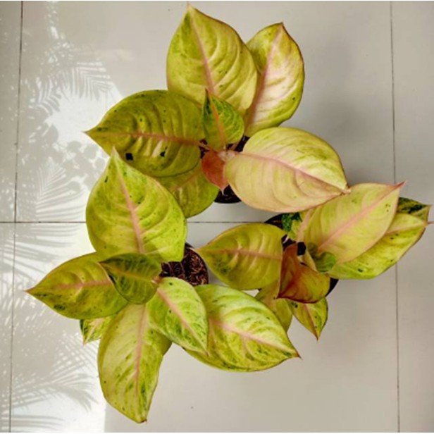 Aglonema Golden Siam