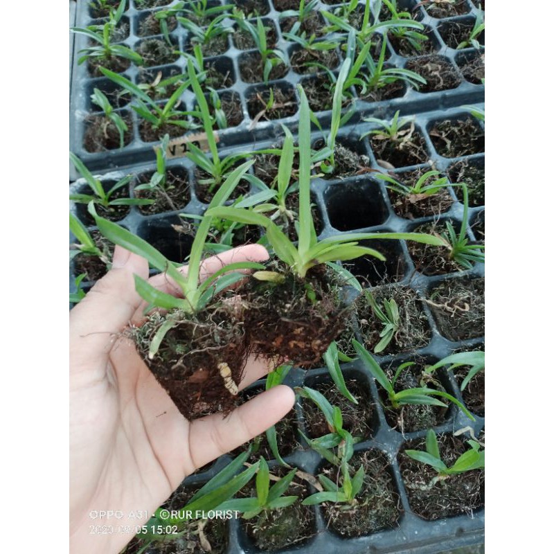 Seedling Vanda Hibrid