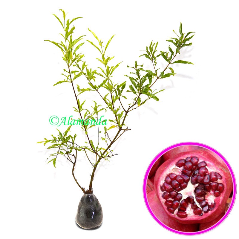 Tanaman Buah Delima Merah