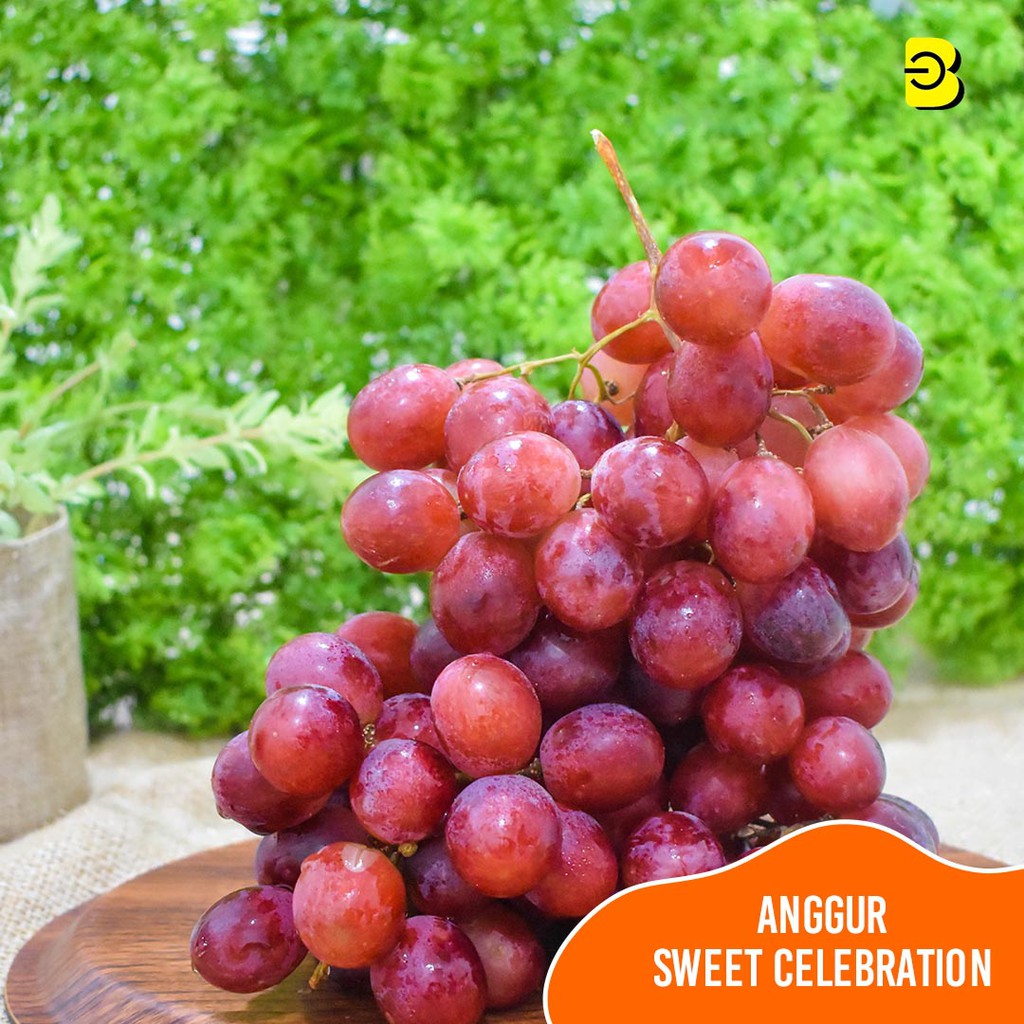 

BUAH ANGGUR RED SWEET CELEBRATION SEEDLESS | BUAH ANGGUR SEGAR TANPA BIJI