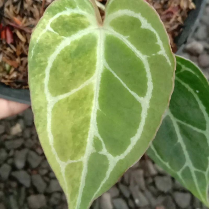 anthurium crystallinum variegata kuping gajah cristalinum varigata
