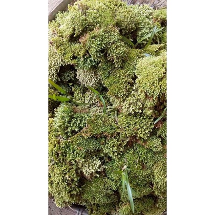 Moss Hidup Living Moss Lumut Hidup Media Tanam dan Hiasan Terarium Aquascape