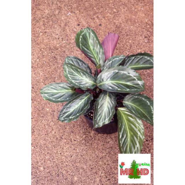 tanaman hias calathea silver back