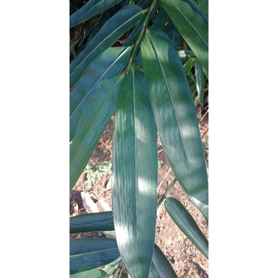 

daun bambu segar/ bakcang/ 1 lembar