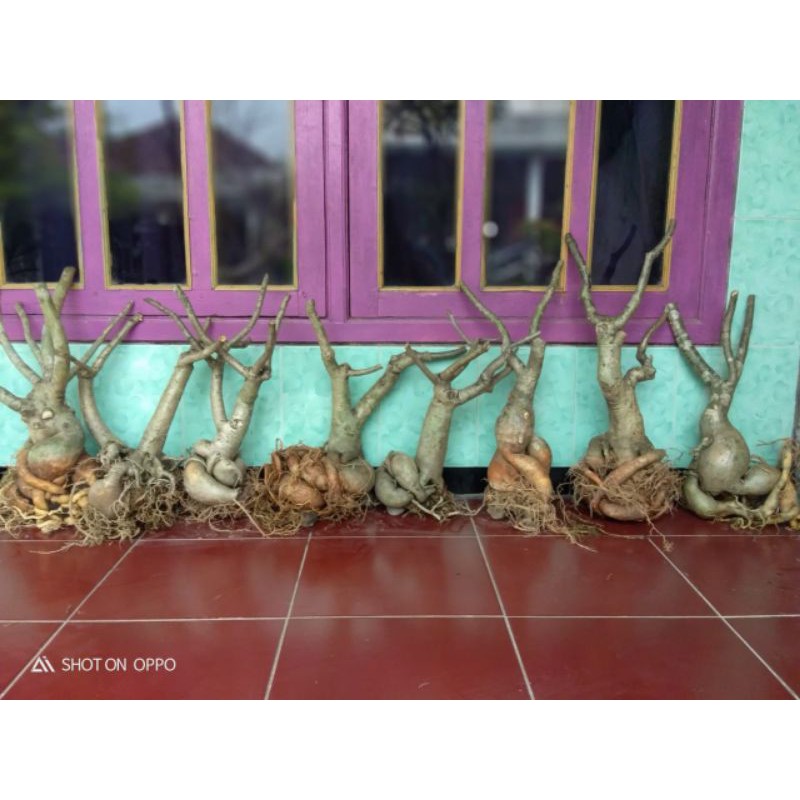bunga adenium kamboja bonggol jumbo dan unik