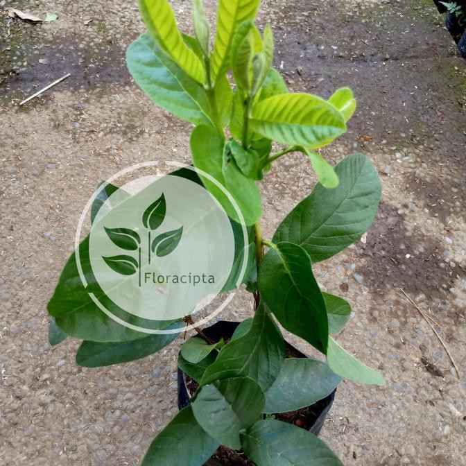 Bibit buah jambu merah/jambu kristal merah