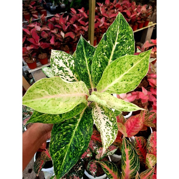 Aglonema Striptis White Jumbo