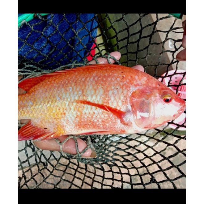 

ikan nila fresh 1kg