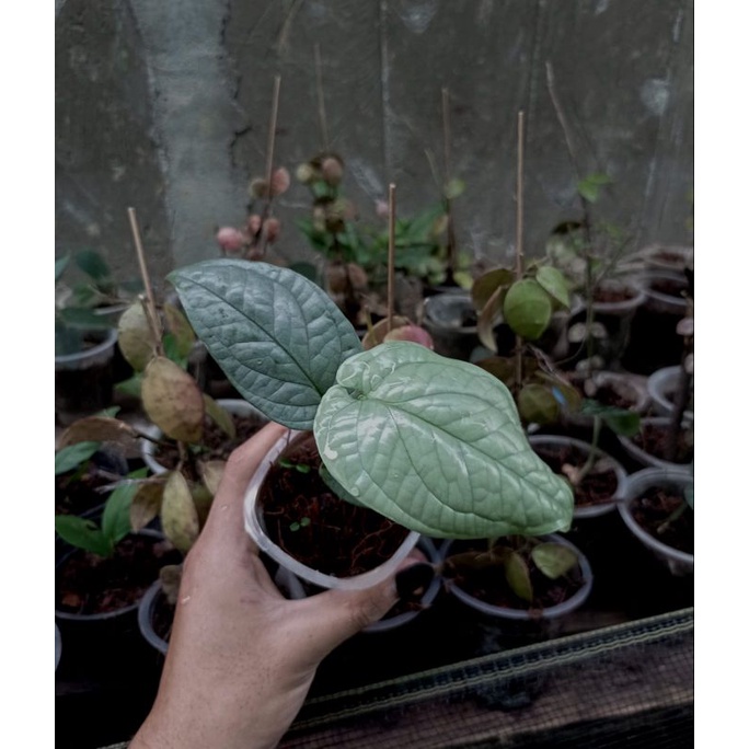 amydrium medium silver