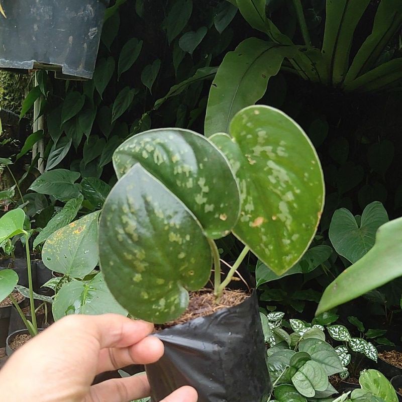 skindapsus argyraeus, Tanaman merambat, tanaman hias gantung, argyraeus scindapsus