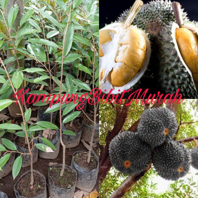 DURIAN DURI HITAM OKULASI