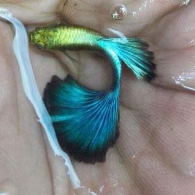 【TOPSELLER】 GUPPY BLUE DIAMOND