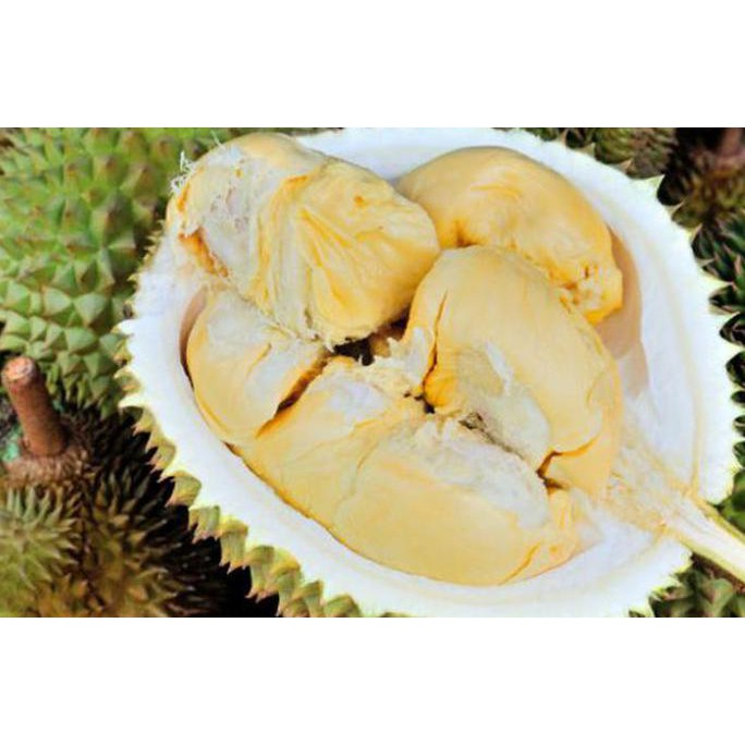 Bibit Tanaman Buah Durian Pulut CreatV
