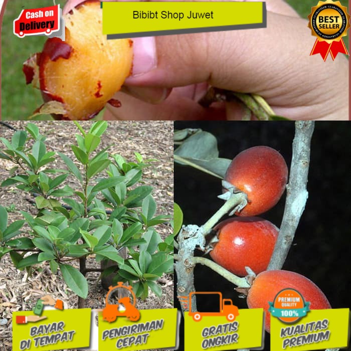 Paket Bibit Tanaman Sawo Kecik,Jumbo,mentimun
