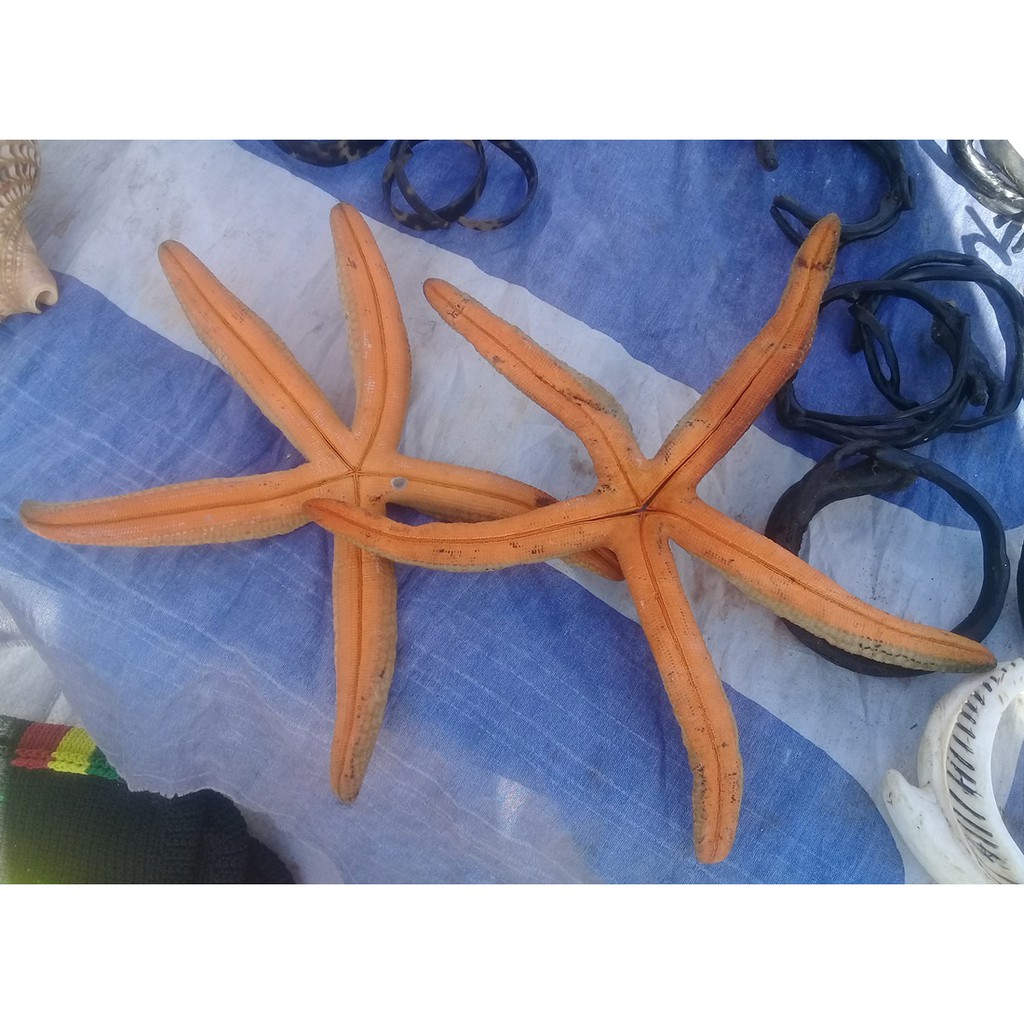 Kerang Bintang Laut Kering Asli Papua Ukuran Besar Oleh oleh Khas Papua Souvenir Daerah