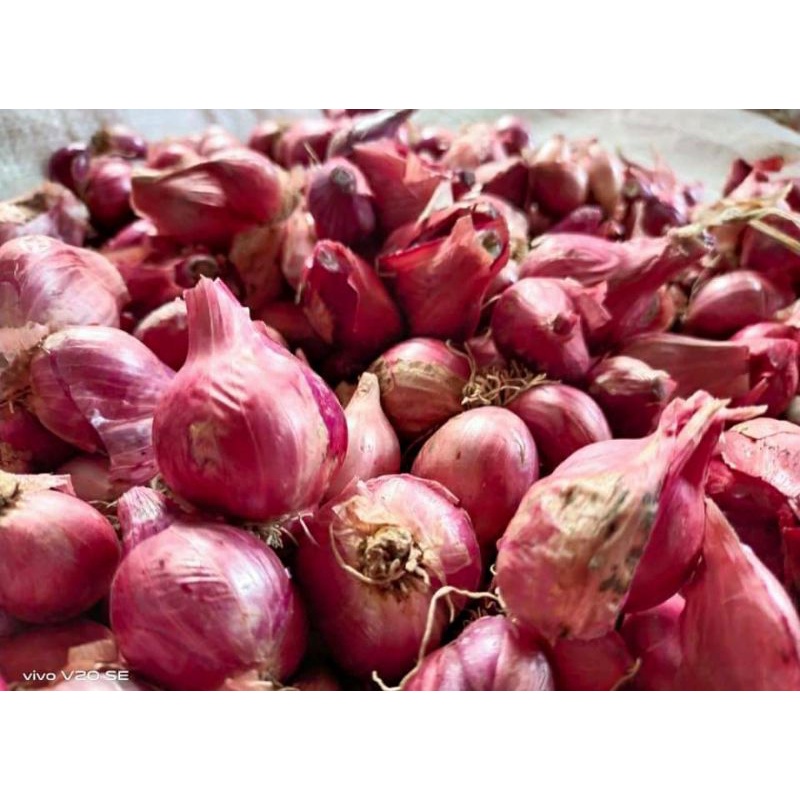 

Bawang Merah Super 1KG