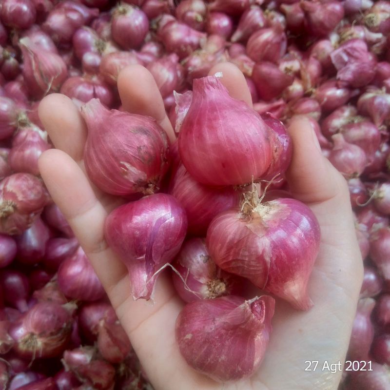 

Bawang Merah 1 kg