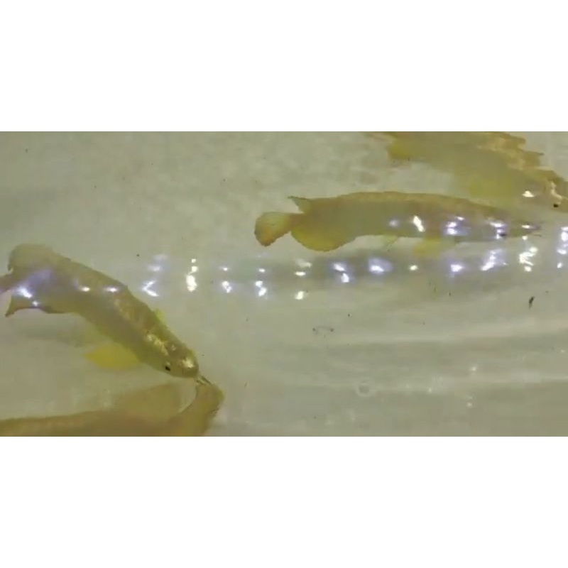 Golden Crossback 24K (Logam Mulia Berenang)