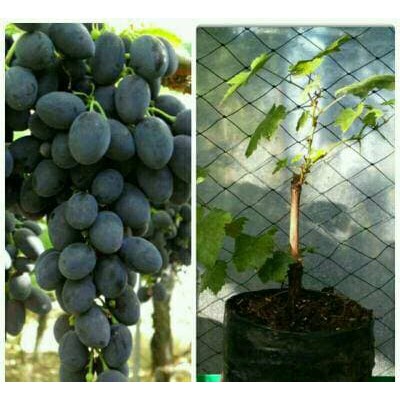 bibit tanaman anggur black autumn royal seedless