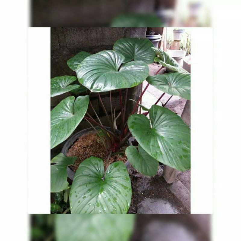 homalomena/keladi homalomena merah