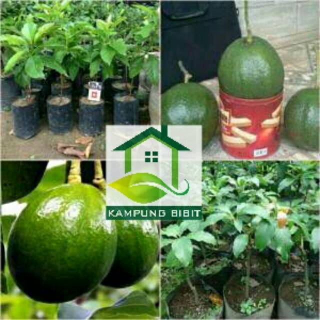 bibit tanaman alpukat jumbo/miki